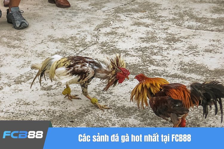 Các sảnh đá gà hot nhất tại FCB88